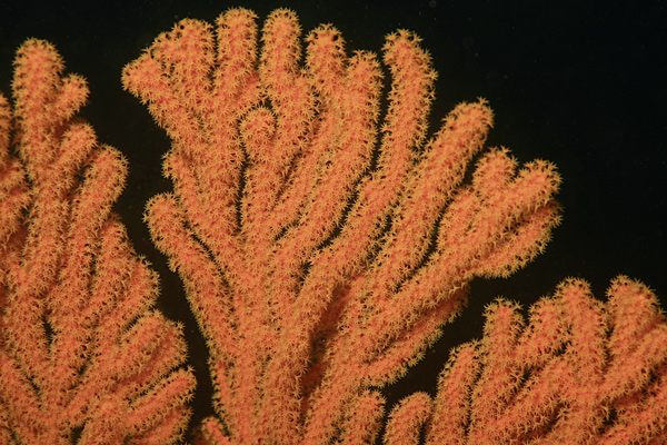 Le orange corail !