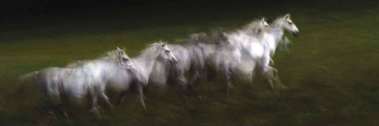 Tableau chevaux par Lucie Bressy