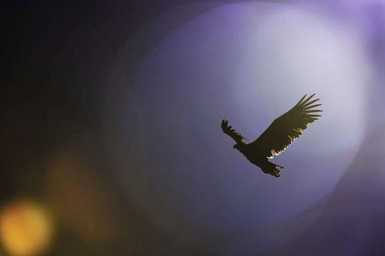 Photographie d'un aigle par Lucie Bressy