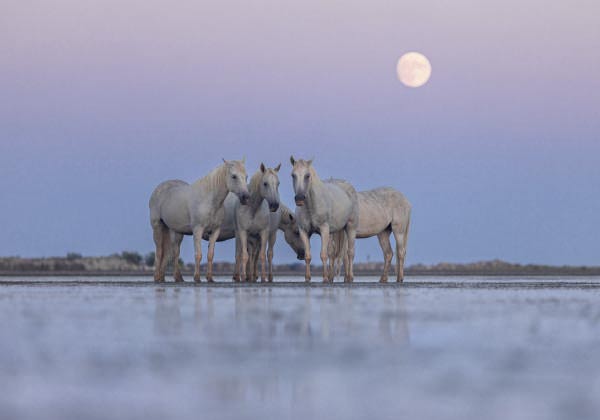 Photo de Cécile Domens, photographe de chevaux